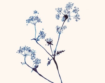 Cow Parsley - Ink Drawing on Giclée paper