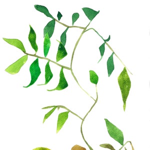 May include: Watercolour painting of a green leafy branch with delicate stems and leaves. The painting is done in a minimalist style with a focus on the natural beauty of the plant.