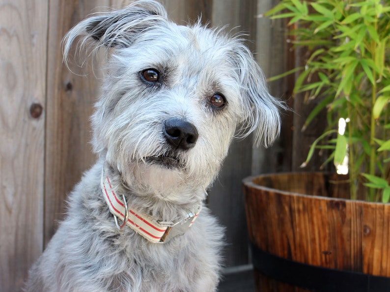 Striped Dog Collar Red and White, Handmade Dog Collar, Pet Collar, Hemp Dog Collar, Cotton Dog Collar, Vegan image 5