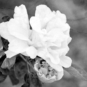 Black & White, Nature Photography, Tropical Flower Photo, Fine Art Photography,  "Hibiscus Bloom"