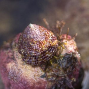 Tide Pools, Ocean Theme, Fine Art Photography, Pink, &quot;Fuchia Turbin&quot;