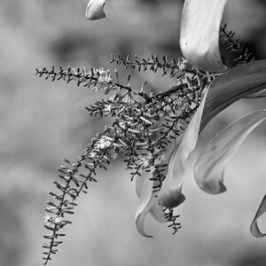 Black & White, Nature Photography, Wall Art Home Decor,  Fine Art Print,  &quot;Ti Flower&quot;