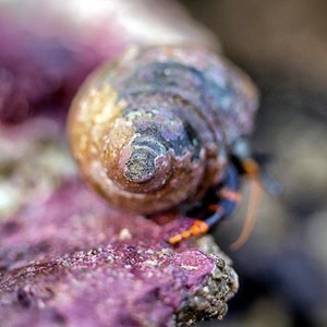 Tide Pools, Ocean Theme, Hermit Crab, Fine Art Print, Purple, &quot;Jump&quot;
