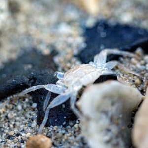 May include: A small, translucent crab with white and blue markings is crawling on a sandy beach. The crab is partially hidden by a large, gray rock.