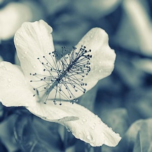 Tinte cian monocromático en blanco y negro, Botánico, Flor tropical, Impresión de bellas artes, &quot;Hibisco nativo&quot;