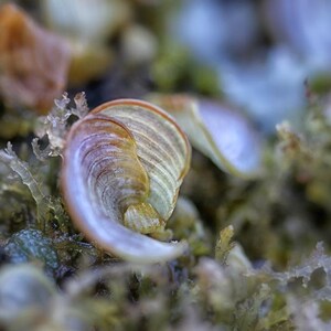 Tide Pools,  Ocean Theme, Fine Art Photography, &quot;Mermaid&#39;s Fan&quot;
