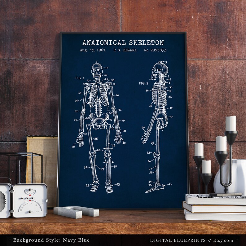 May include: A vintage anatomical skeleton patent illustration on a navy blue background. The patent is titled "Anatomical Skeleton" and is dated August 15, 1961. The patent number is 2995833.