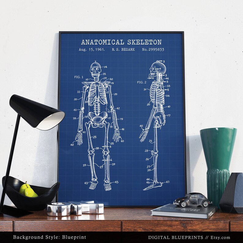 May include: A blueprint style poster featuring a vintage anatomical skeleton diagram. The poster is on a blue background with a grid pattern. The title of the poster is "Anatomical Skeleton" and the patent information is "Aug. 15, 1961. R. S. BEZARK No. 2995833".