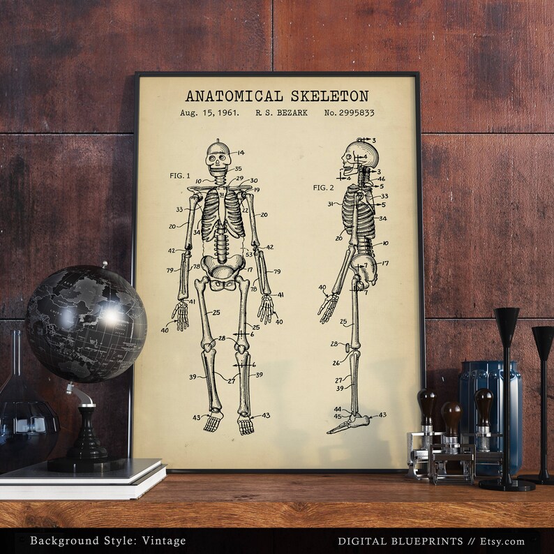 May include: Vintage anatomical skeleton diagram patent print with the title "Anatomical Skeleton" and the text "Aug. 15, 1961. R. S. BEZARK No. 2995833". The diagram shows two views of a human skeleton, labeled with numbers.