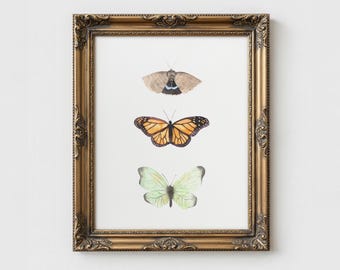 Peut inclure: Une impression encadrée présentant trois illustrations de papillons à l'aquarelle. Les papillons sont dans des tons de marron, d'orange et de vert, sur fond blanc. Le cadre doré orné ajoute une touche vintage à l'œuvre.