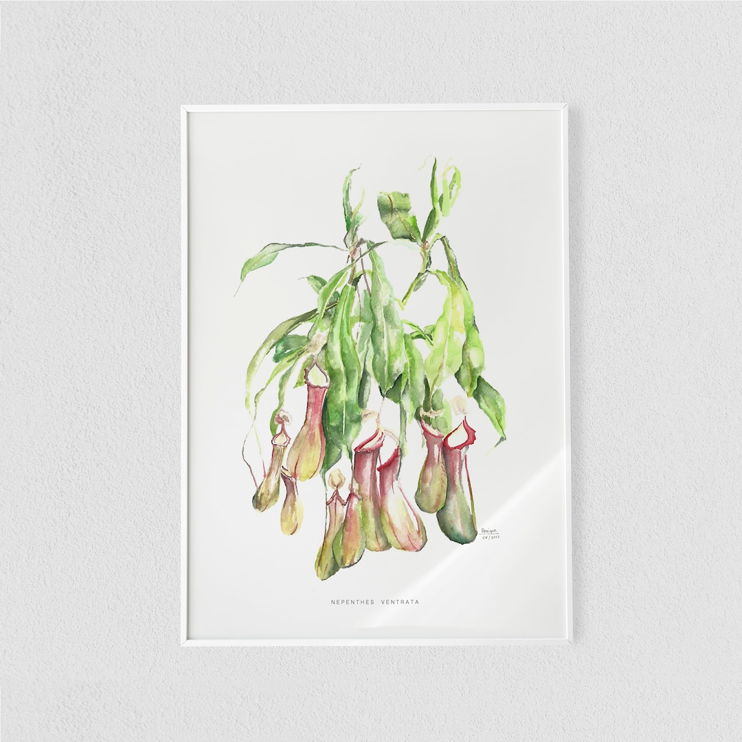 Nepenthes Pitcher Carnivorous Plant Watercolor Scientific Illustration ...