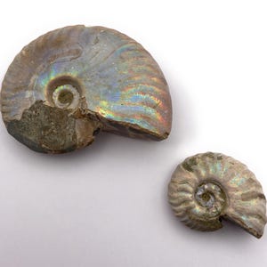 Iridescent Ammonite Genuine Fossil - Cretaceous Period. Available in 3 sizes - 1 - 1.5 inch and 2 - 2.25 inch.