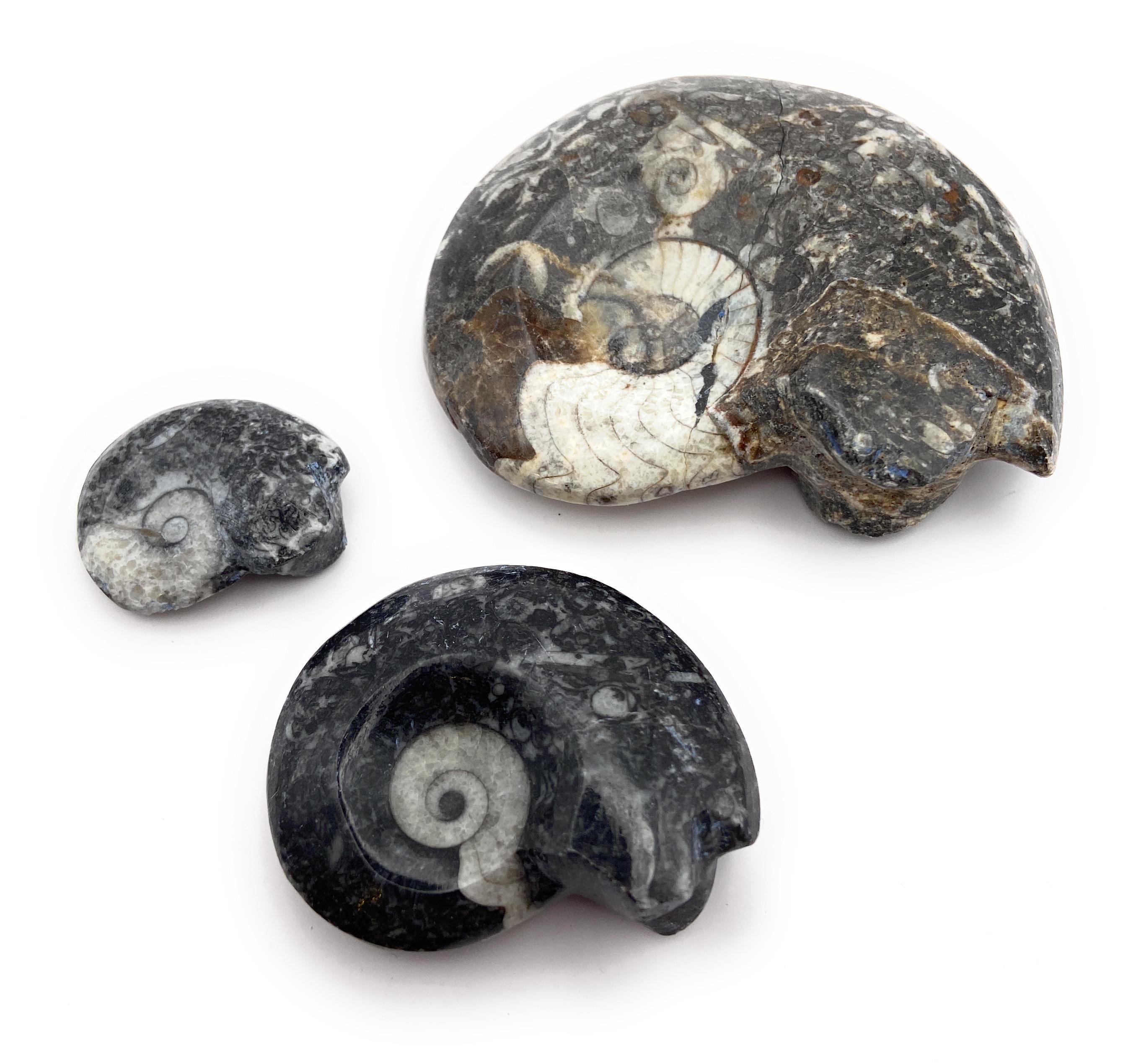 Goniatite fossil - Etsy 日本