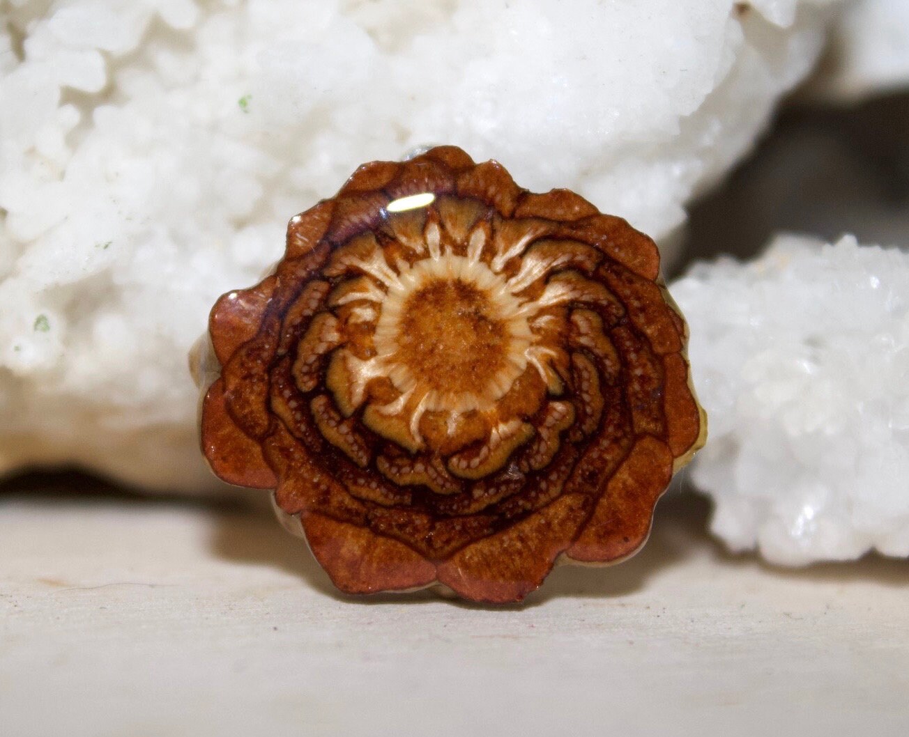 Natural Colorado Pine Cone Pendant Necklace Size Small 1”