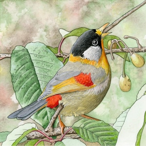 Art print of a bird on a branch. Beautiful illustration of a bird in its natural environment. Giclee print for wall decoration.