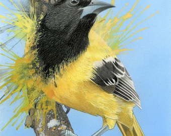 Könnte beinhalten: Ein gelber und schwarzer Oriole, der auf einem Ast sitzt, mit gelben Farbspritzern um ihn herum. Der Vogel hat einen schwarzen Kopf und einen gelben Körper mit schwarzen Markierungen an seinen Flügeln.