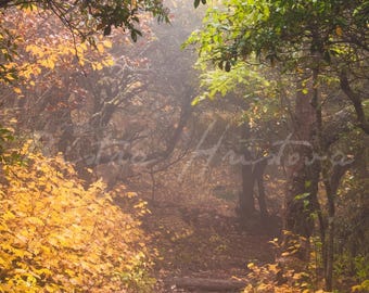 Pisgah Forest Fall, Fine Art Photo Print, North Carolina Landscape
