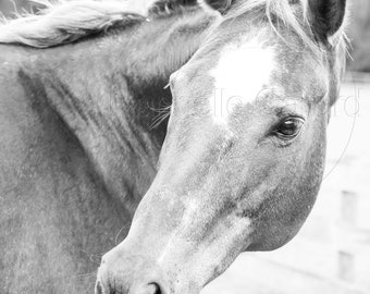 Black and White Horse photo, Horse Print, Shop for a cause, Wall art, Equine Art, Western Decor, Donation 30% of the sale