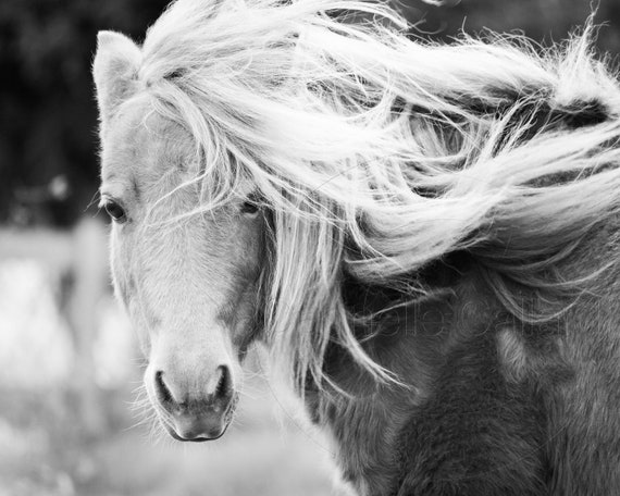 Black And White Horse Photography Shop For A Cause Horse Etsy