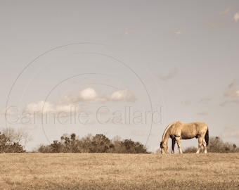 Horse photo Panoramic, Horse Print, Shop for a cause, Wall art, Equine Art, Western Decor, Donation 30% of the sale