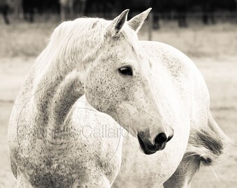Shop for a cause, Sepia Horse Photography, Horse picture, Equine Art, Horse Art, Western Decor