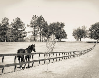 Sepia Horse Photography, Horse picture, Shop for a cause, Equine Art, Horse Art, Western Decor