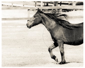 Mustang Horse Photograph/Sepia Horse Print/Equine Art/Horse Art Print/Western Decor/Shop for a cause