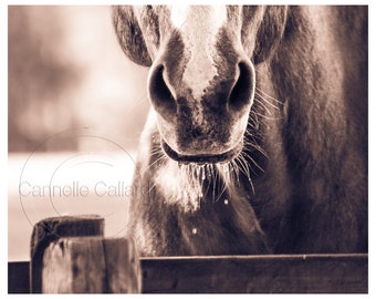 Horse photo, Horse Print, Sepia Photography, Shop for a cause, Wall art, Equine Art, Western Decor, Donation 30% of the sale