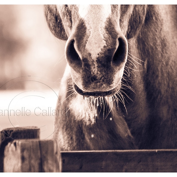 Horse photo, Horse Print, Sepia Photography, Shop for a cause, Wall art, Equine Art, Western Decor, Donation 30% of the sale