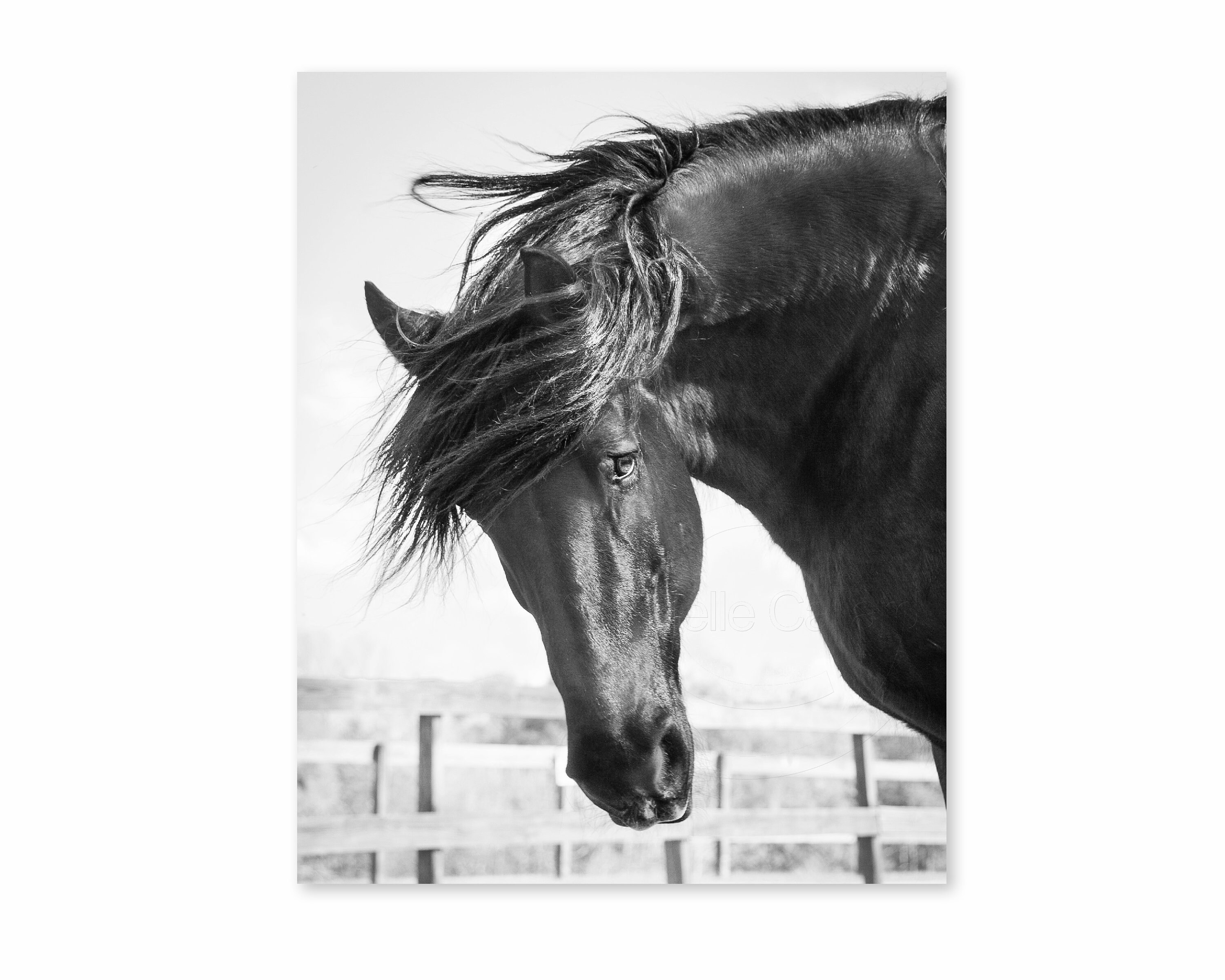 Horse Photo Horse Print Black and White Photography Etsy Singapore