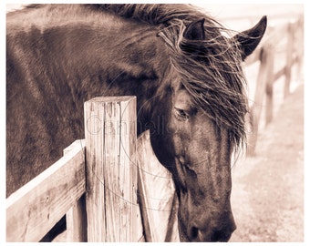 Shop for a cause, Sepia Horse Photography, Black Percheron Horse, Horse picture, Equine Art, Horse Art, Western Decor