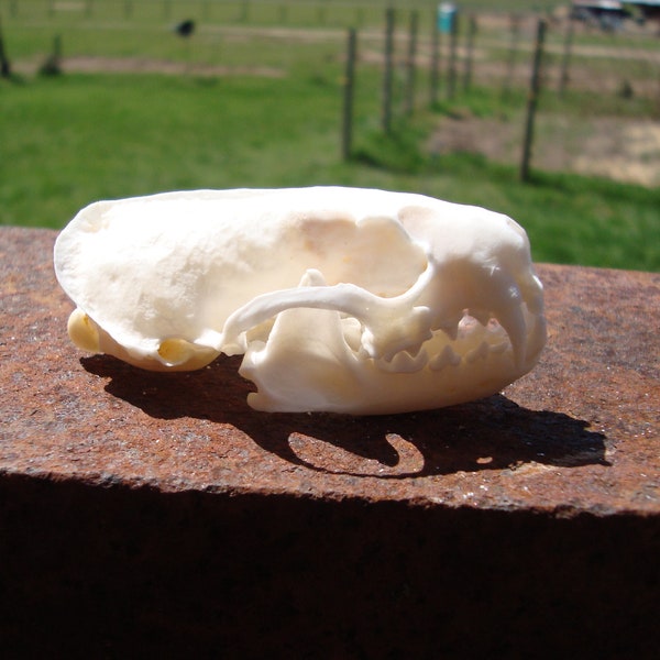 Mink skull