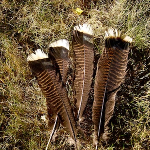 6 turkey tail feathers