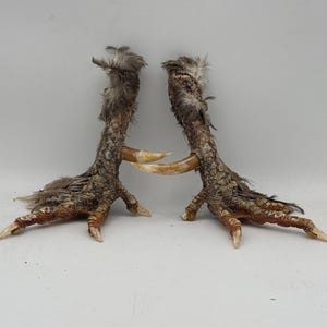 May include: Two taxidermied bird feet, displayed side-by-side. The feet are brown with textured scales and feathers, and have sharp, light-colored talons. The feet are positioned against a plain, light-colored background.