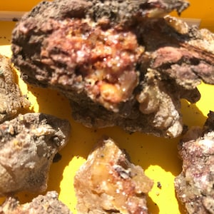 lodgepole pine sap/pitch