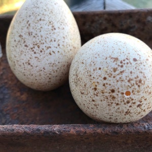 1 Turkey egg blown