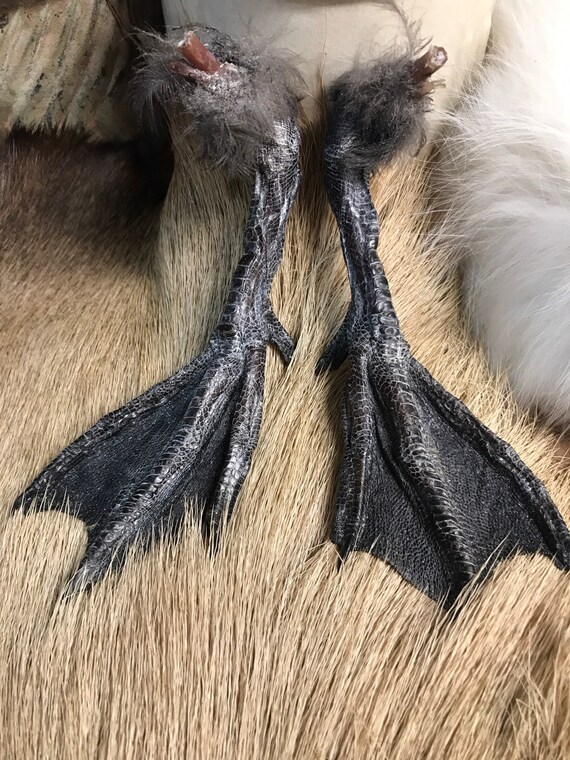 Dried Duck Feet Pair Etsy