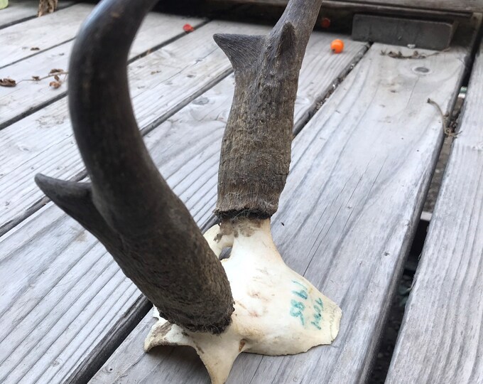 Pronghorn Antelope Horns Etsy