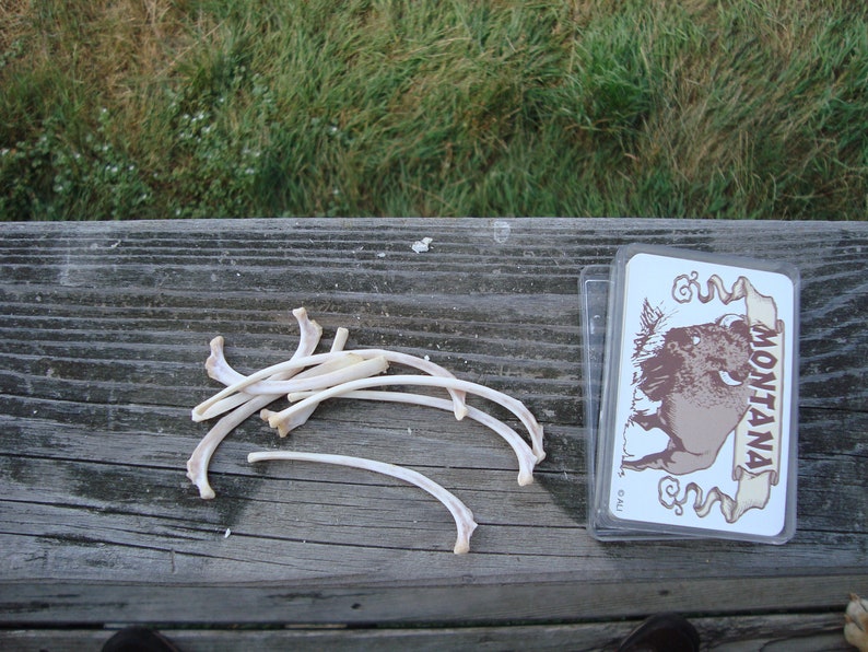 Bobcat rib bone