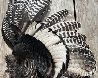 Turkey wing/ feathers