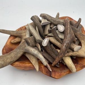 Puntas de asta de alce
