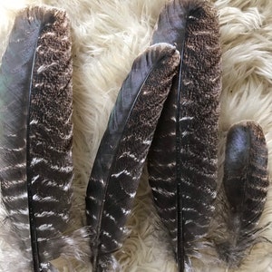 6 Wild turkey wing feathers