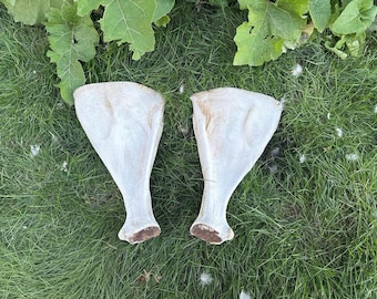 Moose scapula/ shoulder blade pair