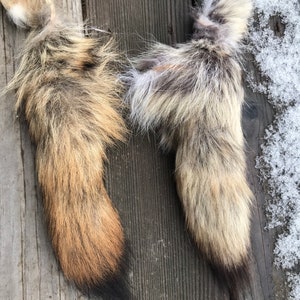 coyote tail