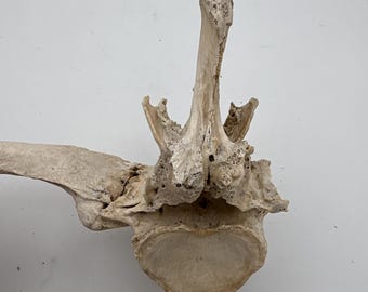 May include: A close-up of a weathered, off-white animal bone. The bone has a complex structure with multiple protrusions and a rounded, flat base. The texture appears rough and porous, suggesting age and exposure to the elements.