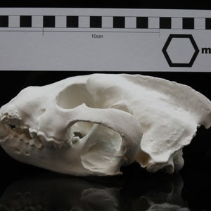 Vielfraß, männl. , ad., Schädel (wolverine male adult skull)