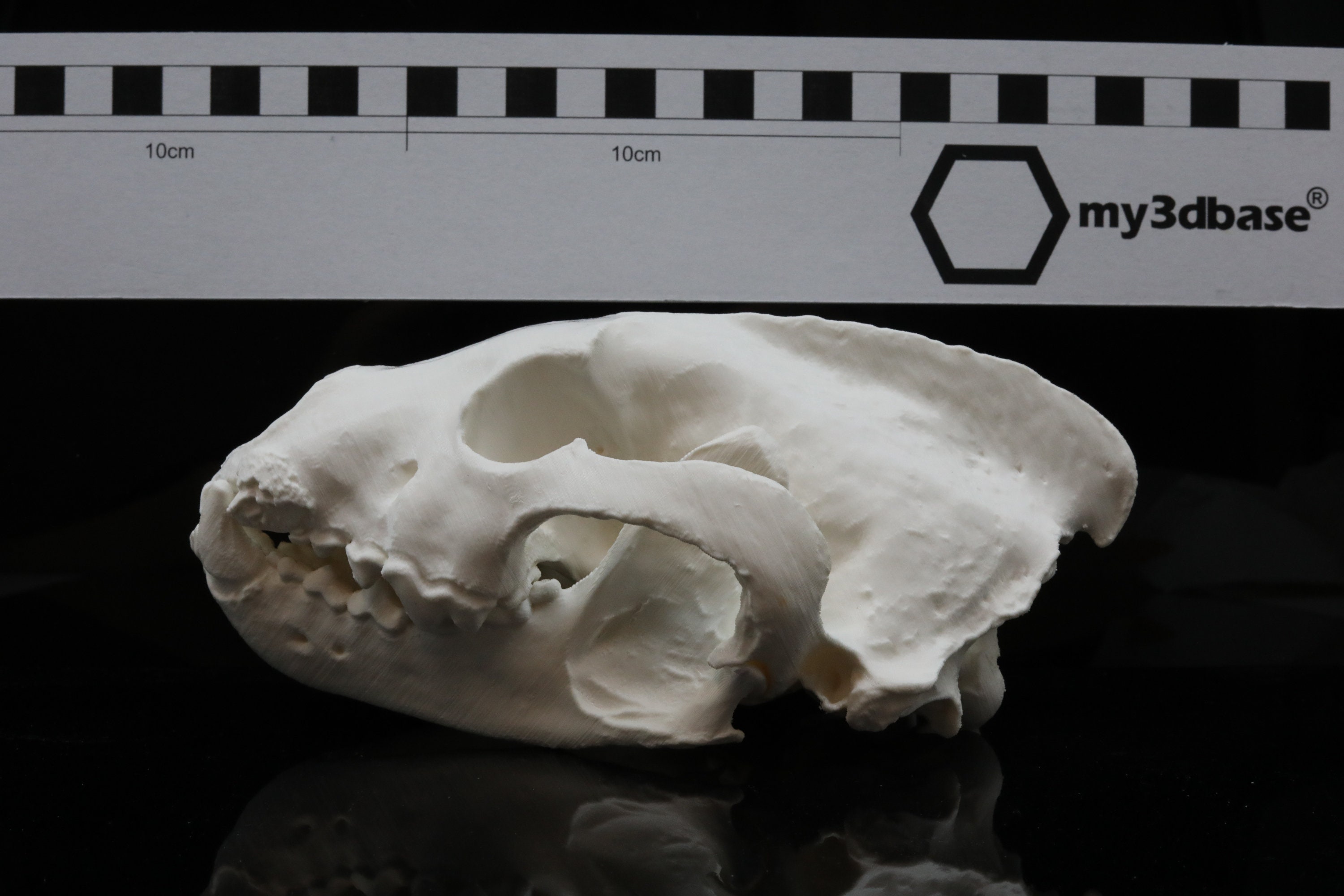Vielfraß, Männl. , Ad., Schädel (wolverine Male Adult Skull) - Etsy