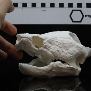 May include: White 3D printed turtle skull model. The skull is in profile view with the jaw open. The skull is about 10 cm long.