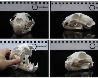 Könnte beinhalten: Ein weißes 3D-gedrucktes Modell eines Katzen Schädels, aus vier verschiedenen Blickwinkeln gezeigt. Der Schädel ist detailliert und beinhaltet Zähne und Knochenstruktur. Das Modell befindet sich auf einem schwarzen Hintergrund mit einem weißen Lineal zur Skalierung.