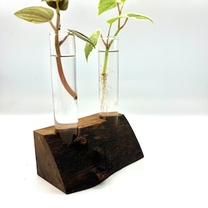 Handmade Wood Vase for Plant Cuttings | Indoor Plant | Wood Vase | Live Edge Vase | Propagation Station